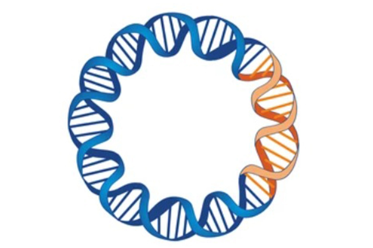 DNA cloning (Recombinant plasmid & Transformation)