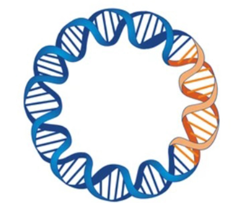 DNA cloning (Recombinant plasmid & Transformation)