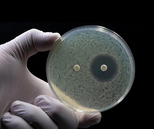 MIC and MBC/MFC Testing