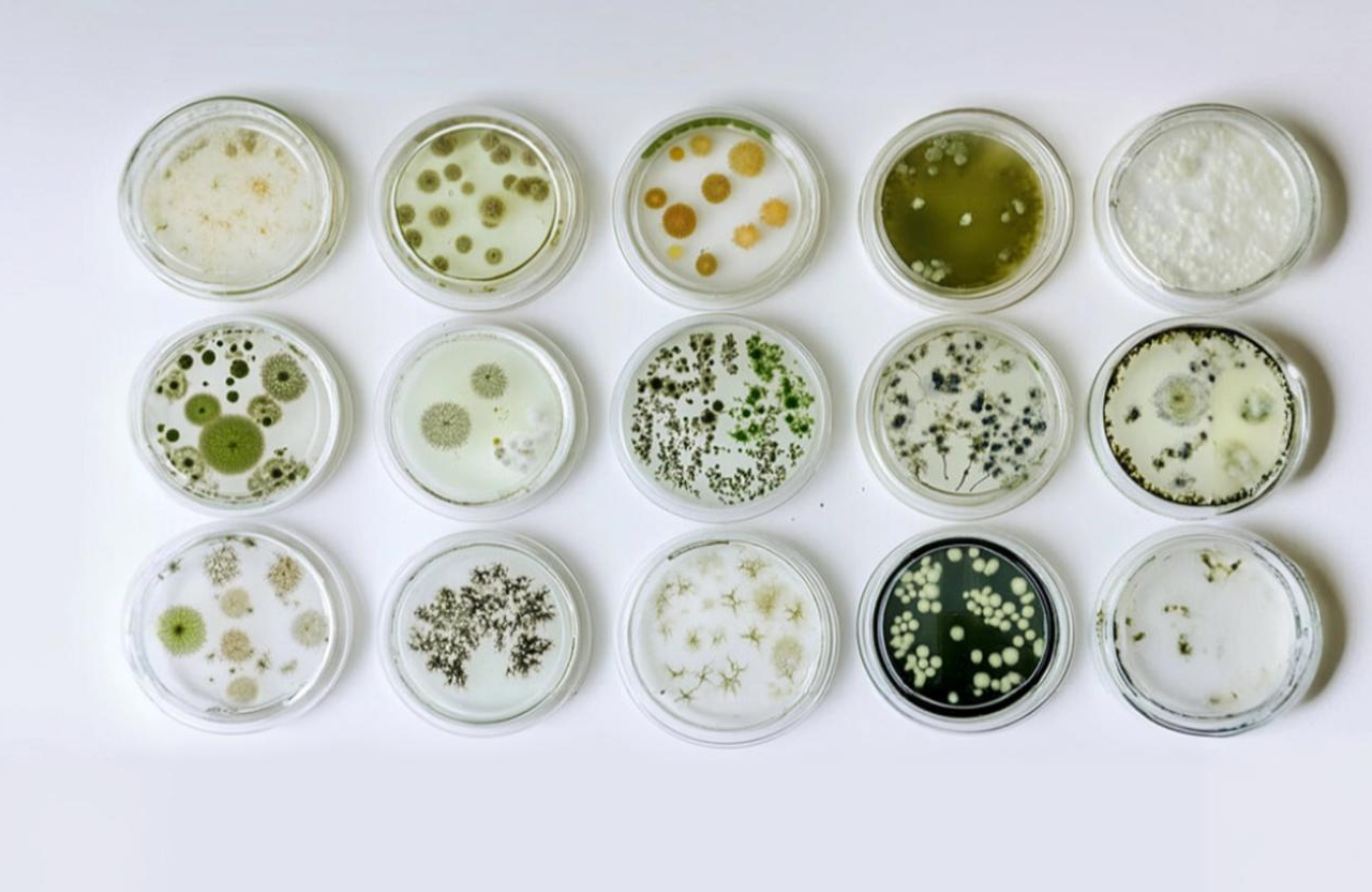 Microbial Identification