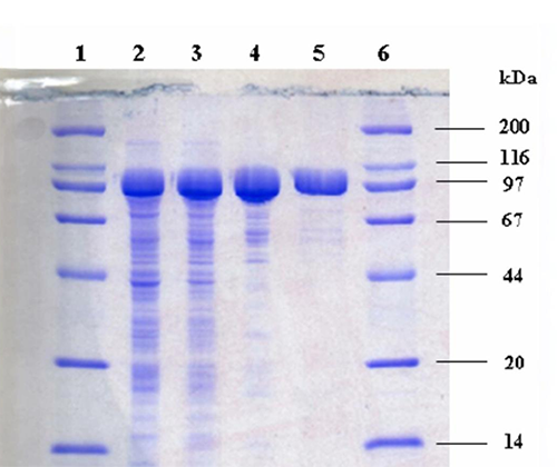 Polyacrylamide Gel Electrophoresis (PAGE)