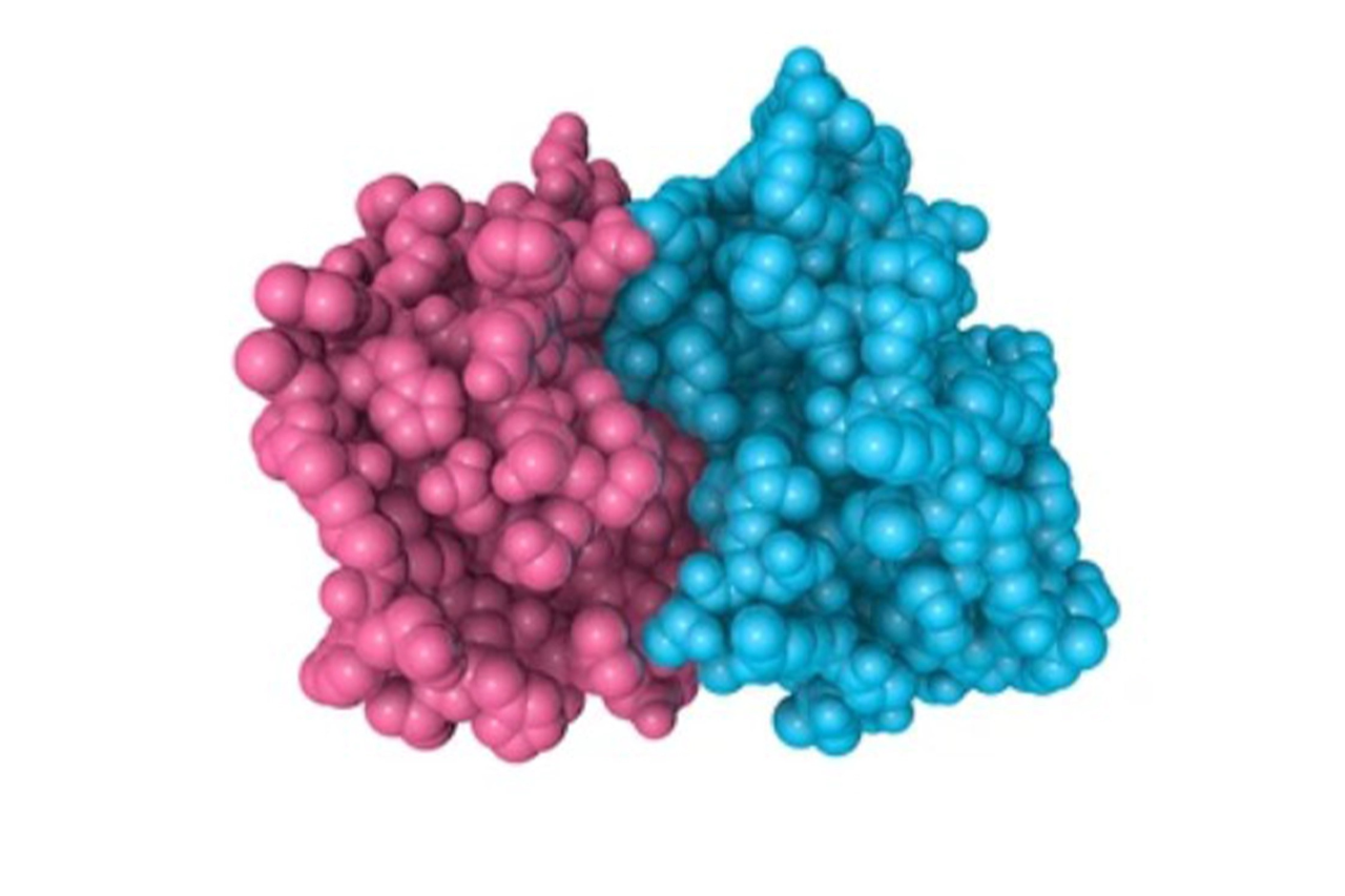 Recombinant Protein Production