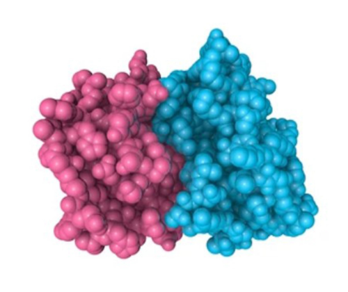 Recombinant Protein Production