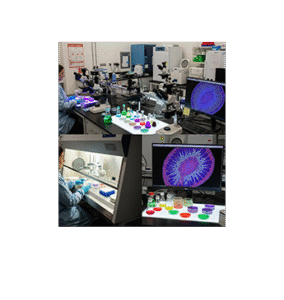 Treated Tissue Culture (T.C.) Flask Assay