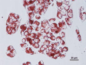 Neutral Red Assay