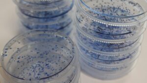 Reproductive Assay (Clongenic; Colony Formation Assay)