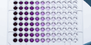 MTT assay (cell cytotoxicity assay)