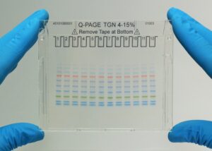 Polyacrylamide Gel Electrophoresis (PAGE)